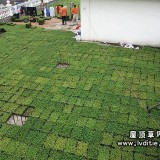 江西赣州华坚鞋厂 - 屋顶绿化隔热案例