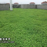 广州啊惠家的楼顶绿化 - 屋顶绿化降温专用屋顶草坪