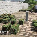 锦竹草在东莞园林所案例 - 屋顶绿化屋顶隔热