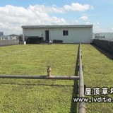 深圳平湖XX厂 隔热砖换成屋顶绿化专用屋顶草坪案例