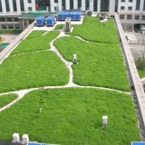 屋顶草坪绿化