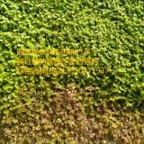 洋竹草|不枯黄的锦竹草|屋顶草坪|洋竹草景观