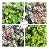 屋顶草坪案例-洋竹草